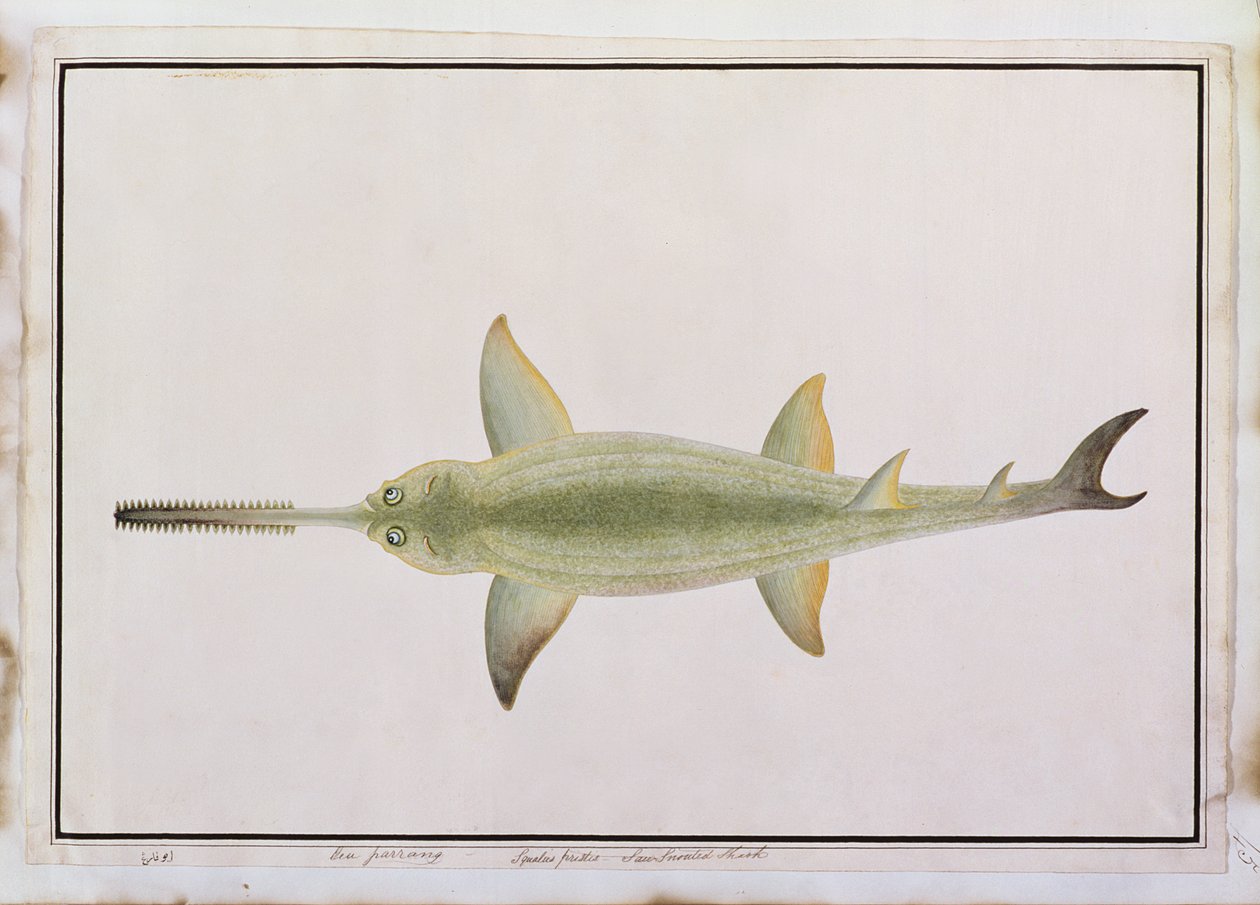 Svärd Noshaj, Eeu parrang, Squalus poristis, från Drawings of Fishes from Malacca, c.1805-18 (wc på papper) av Chinese School