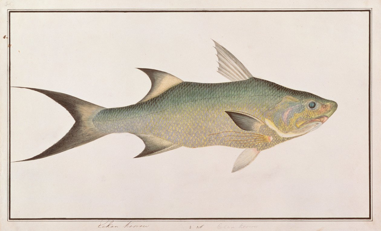 Threadfin, från Drawings of Fishes from Malacca, c.1805-18 (wc på papper) av Chinese School