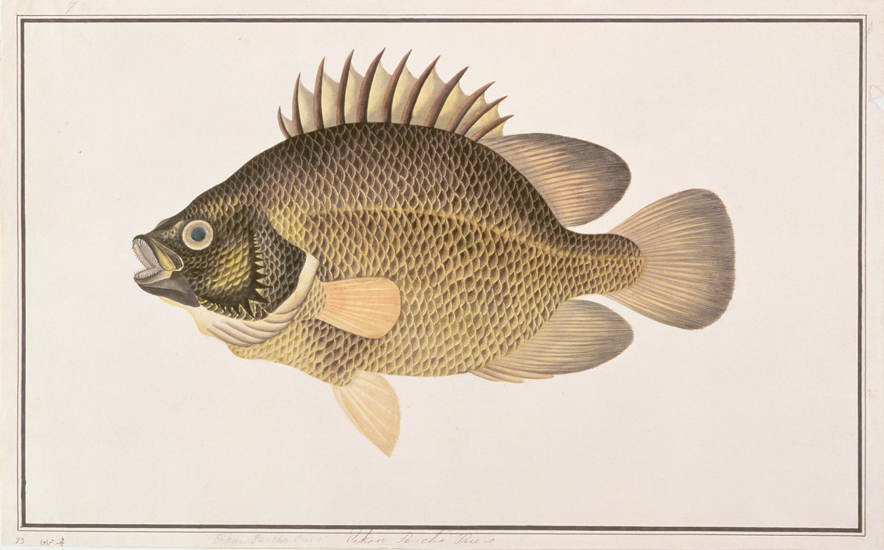 Tripletail, från Drawings of Fishes from Malacca, c.1805-18 (wc på papper) av Chinese School
