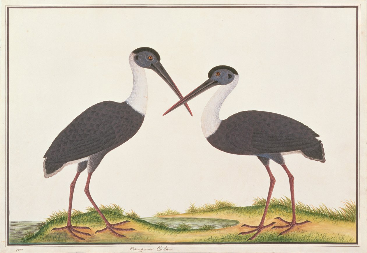 Ullhalsad stork, från teckningar av fåglar från Malacka, c.1805-18 (wc på papper) av Chinese School