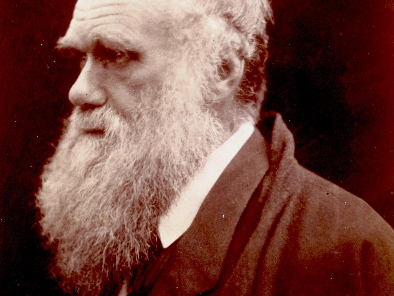 Porträtt av Charles Darwin, 1859 av English Photographer