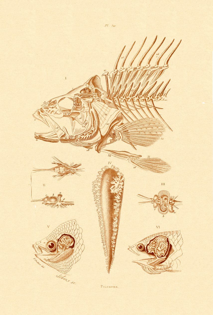 Fisk, 1833-39 av French School