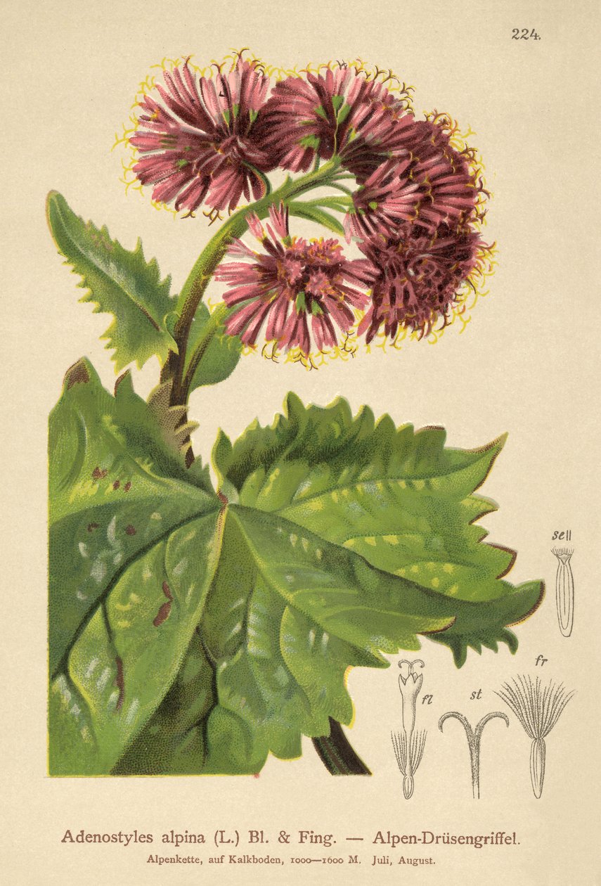 Adenostyle (Adenostyles alpina, Adenostyles glabra) av German School