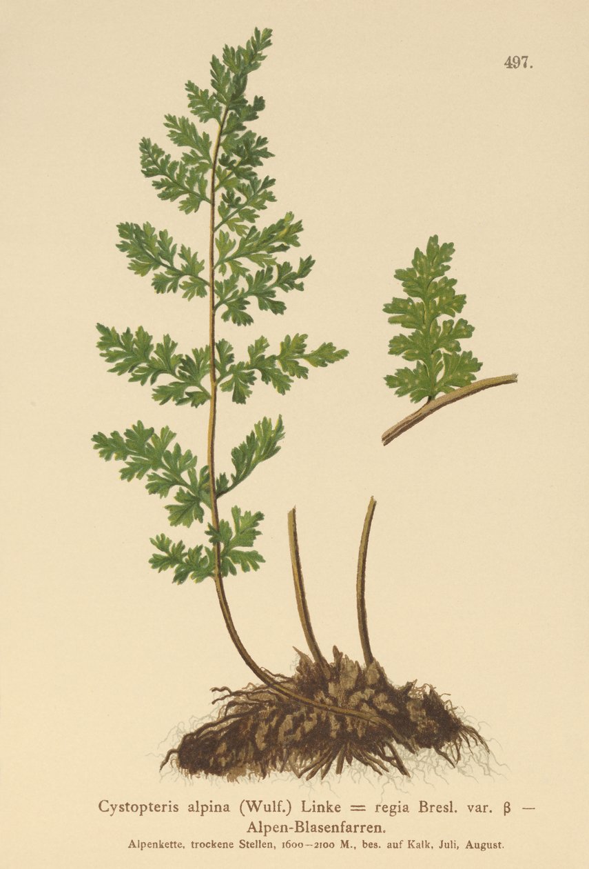 Alpinblåsormbunke (Cystopteris alpina, Cystopteris regia) av German School