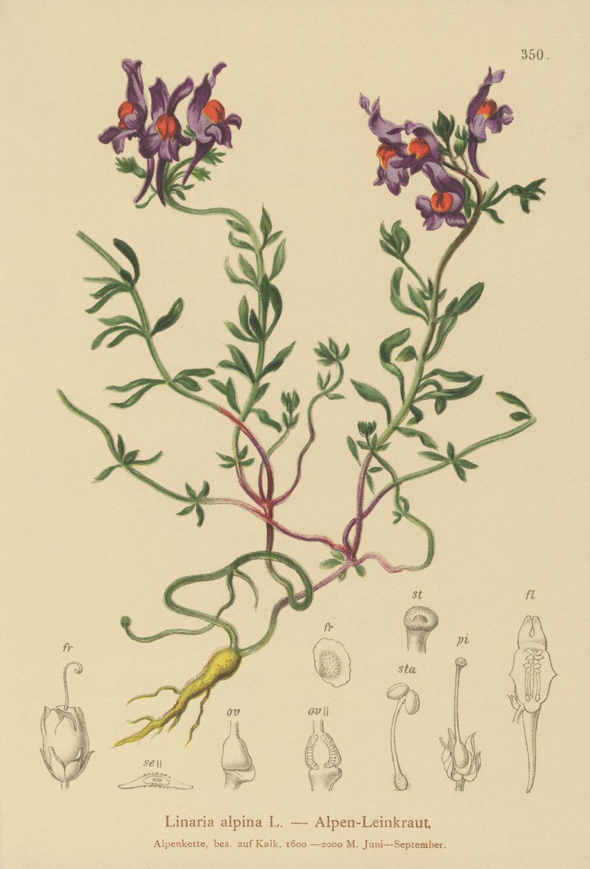 Alpin paddlin (Linaria alpina) av German School