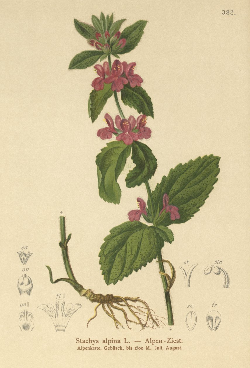 Alpin sårört (Stachys alpina) av German School