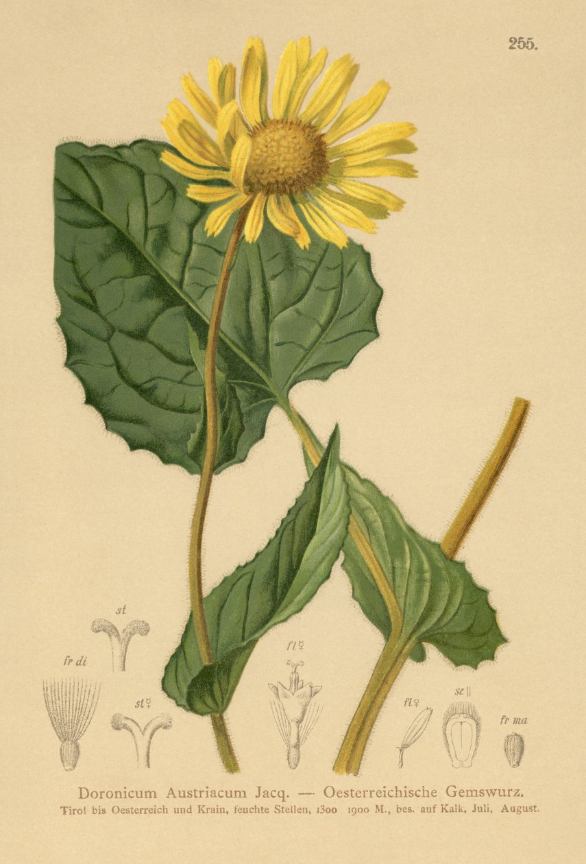Österrikisk leopardbane (Doronicum Austriacum) av German School