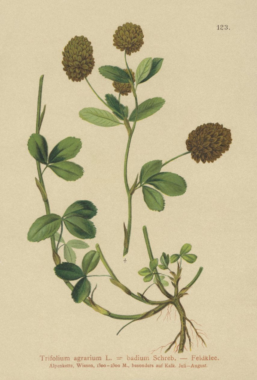 Brunklöver (Trifolium agrarium, Trifolium badium) av German School