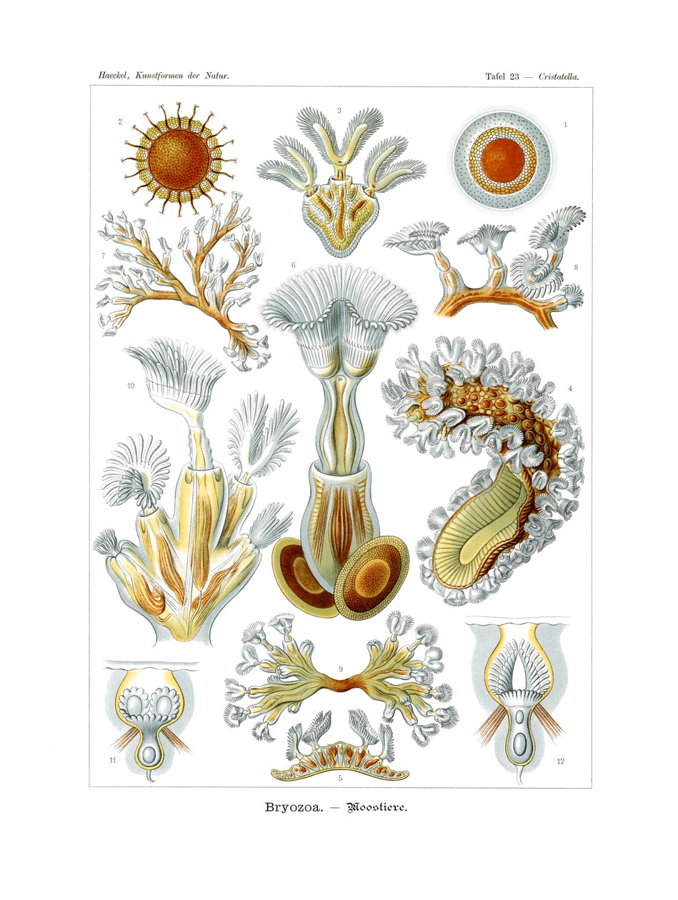 Bryozoa, 1899-1904 av German School
