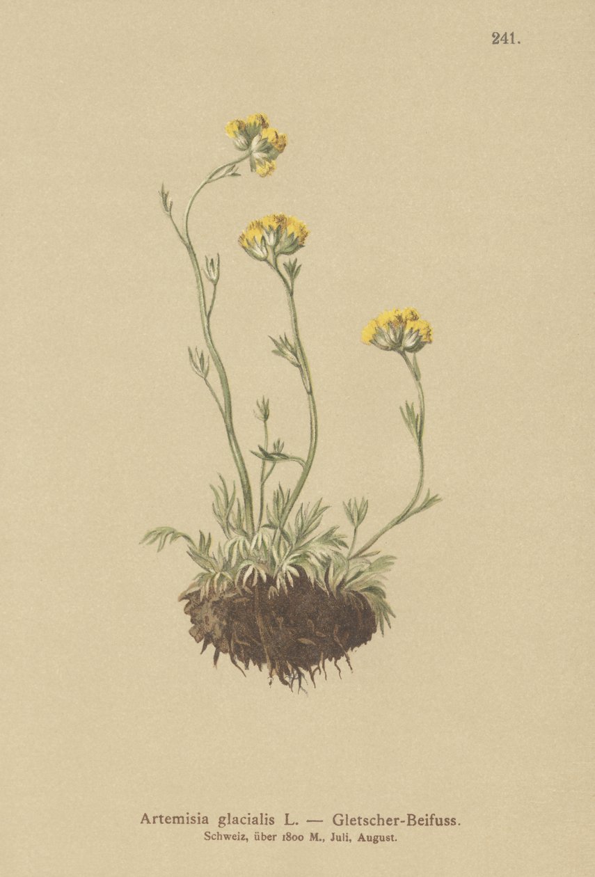 Glaciärmalört (Artemisia glacialis) av German School