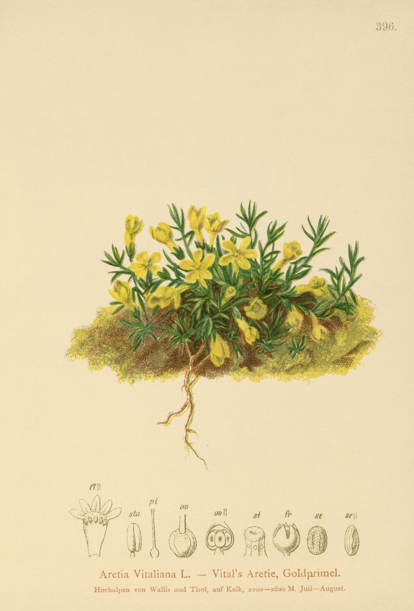 Golden Primerose (Primula vitaliana, Aretia Vitaliana, Vitaliana primiiflora) av German School