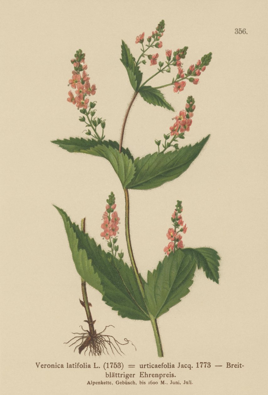 Nässelblad Speedwell (Veronica latifolia, Veronica urticifolia) av German School