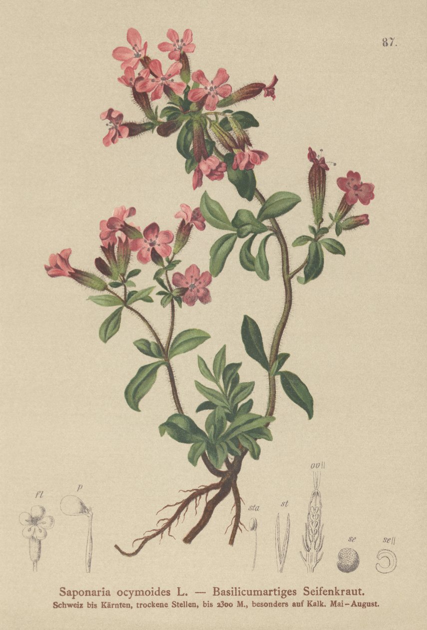 Stensåpört (Saponaria ocymoides) av German School