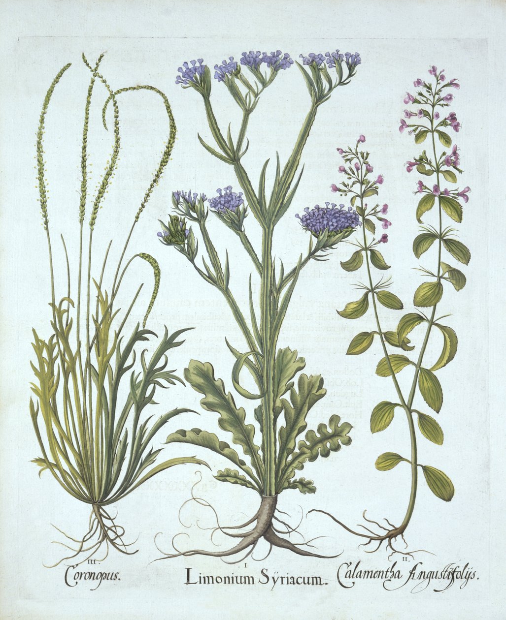Havslavendel, svinkrasse, calamint, från Hortus Eystettensis, av Basil Besler (1561-1629), pub. 1613 (handfärgad gravyr) av German School