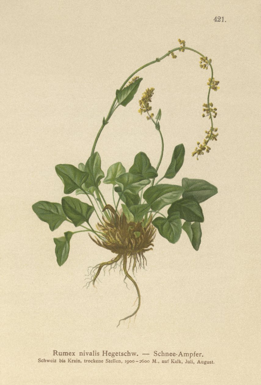 Snow Dock (Rumex nivalis) av German School