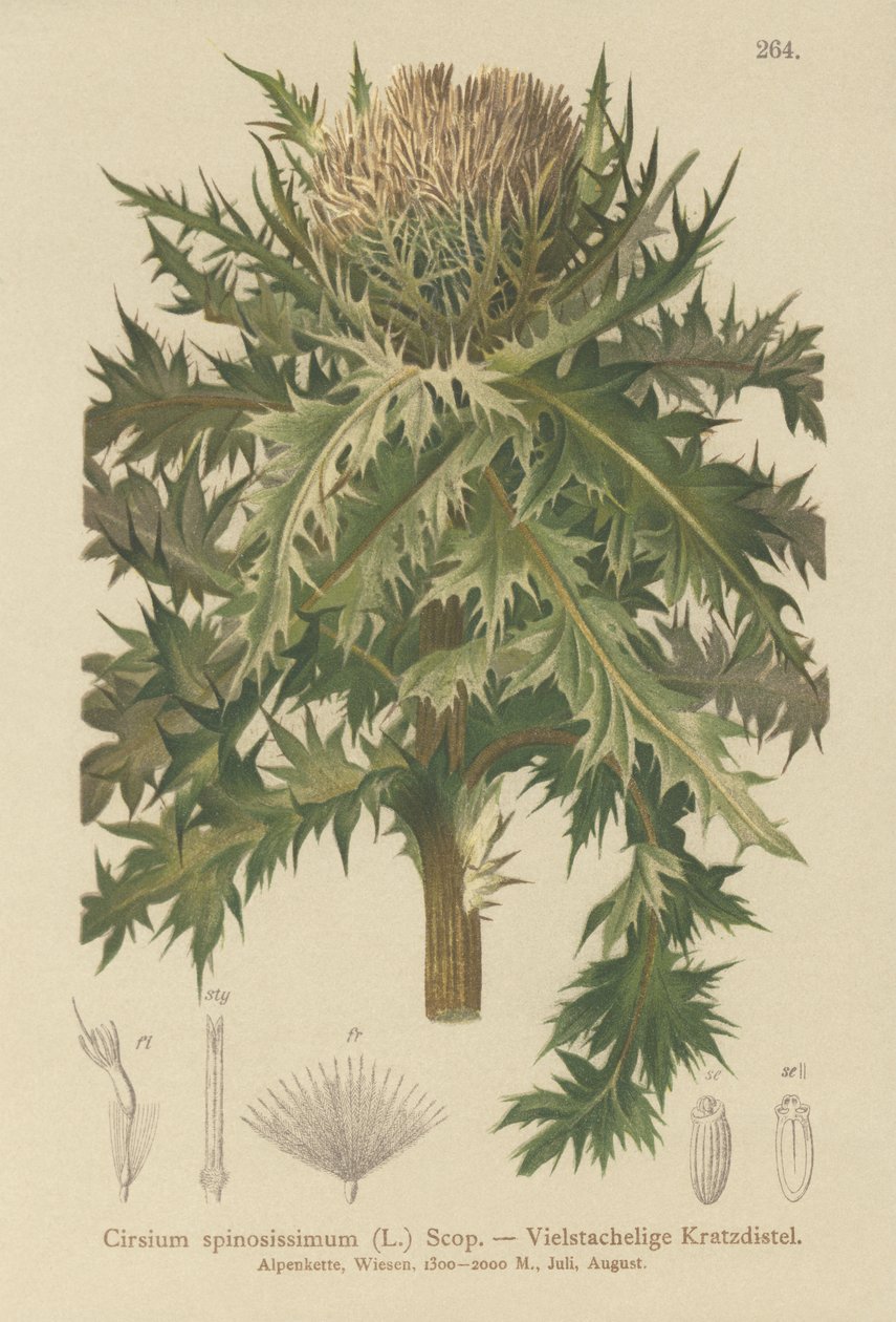 Spiniest Thistle (Cirsium spinosissimum) hupigwa av German School