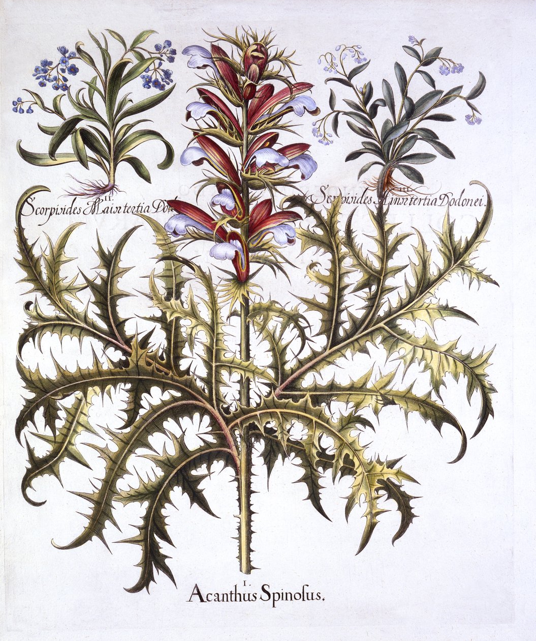 Spiny Bears Breech and Forget-Me-Nots, från Hortus Eystettensis, av Basil Besler (1561-1629), pub. 1613 (handfärgad gravyr) av German School