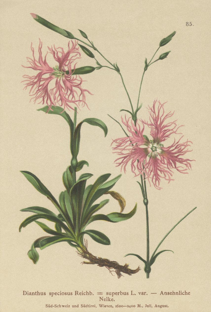 Superb Pink (Dianthus speciosus, Dianthus superbus) av German School