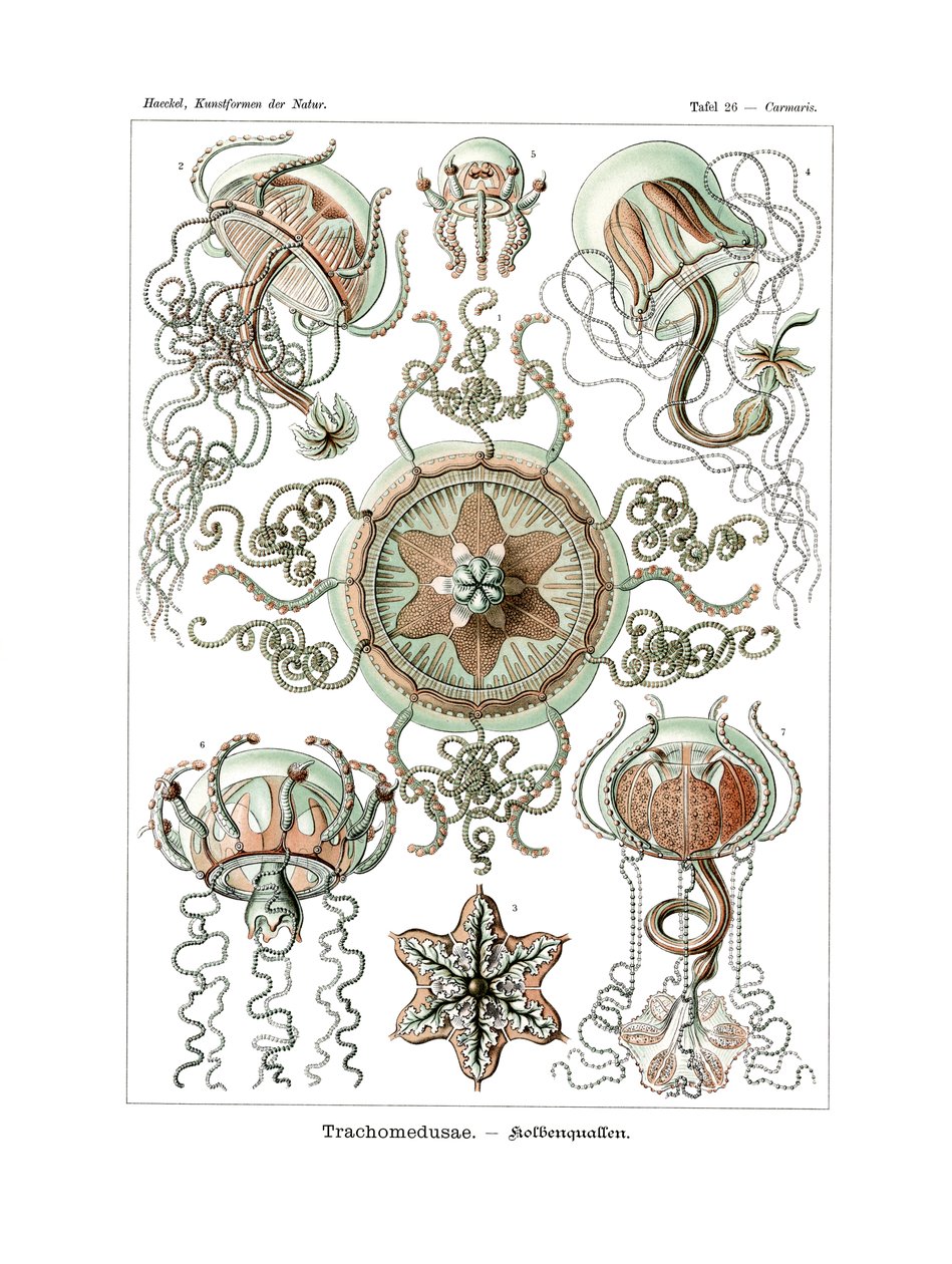 Trachomedusae, 1899-1904 av German School
