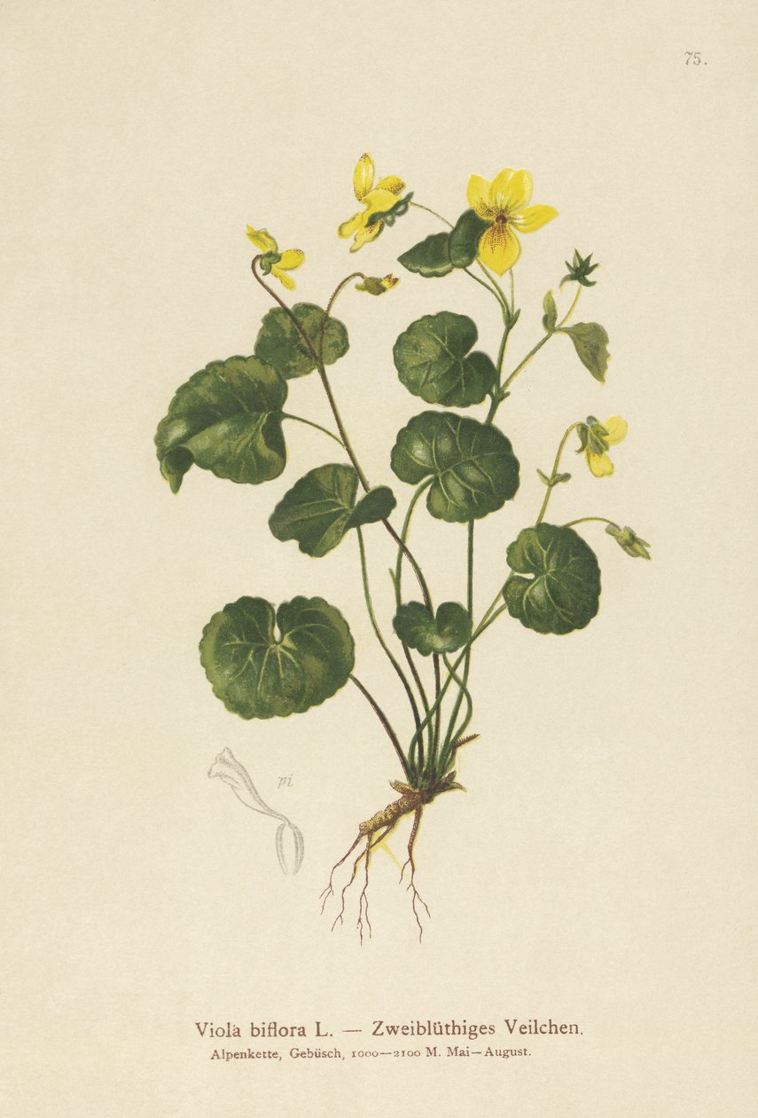 Tvåblommig viol (Viola biflora) av German School