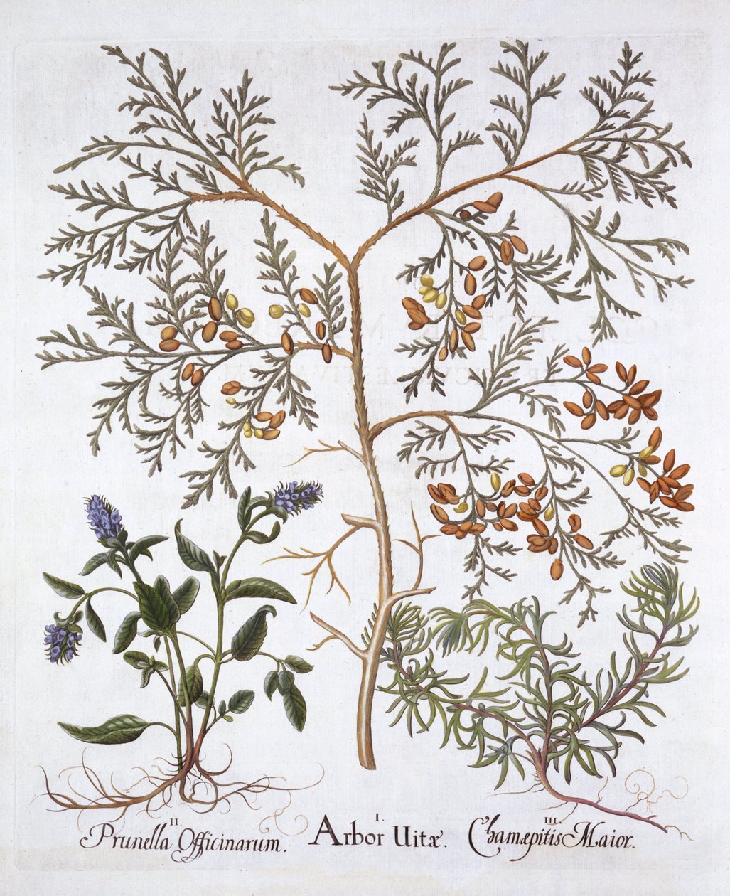 White Cedar, A Self-Heal and Yellow Bugle, från Hortus Eystettensis, av Basil Besler (1561-1629), pub. 1613 (handfärgad gravyr) av German School