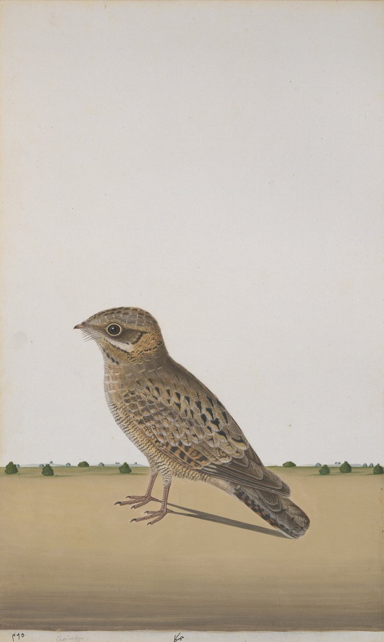 A Common Indian Nightjar, ca 1780 (ogenomskinlig wc på papper) av Indian School