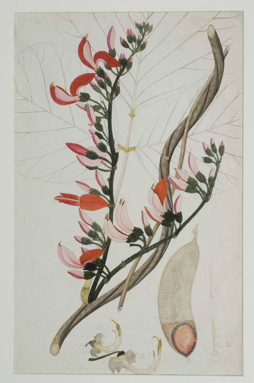 Butea superba Willd, 1787 (wc kwenye karatasi)swed av Indian School