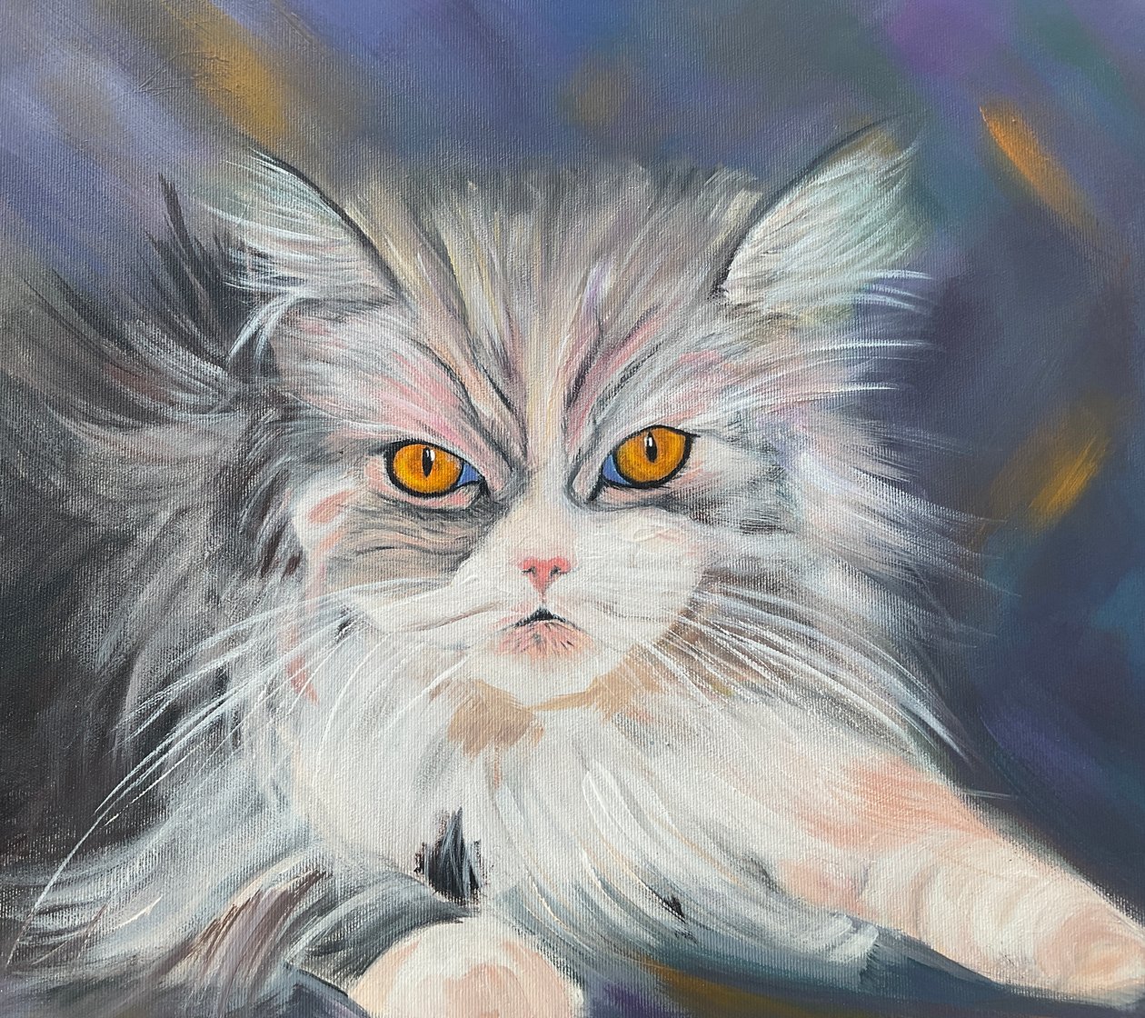 Maine-Coon katt av H.Opitz
