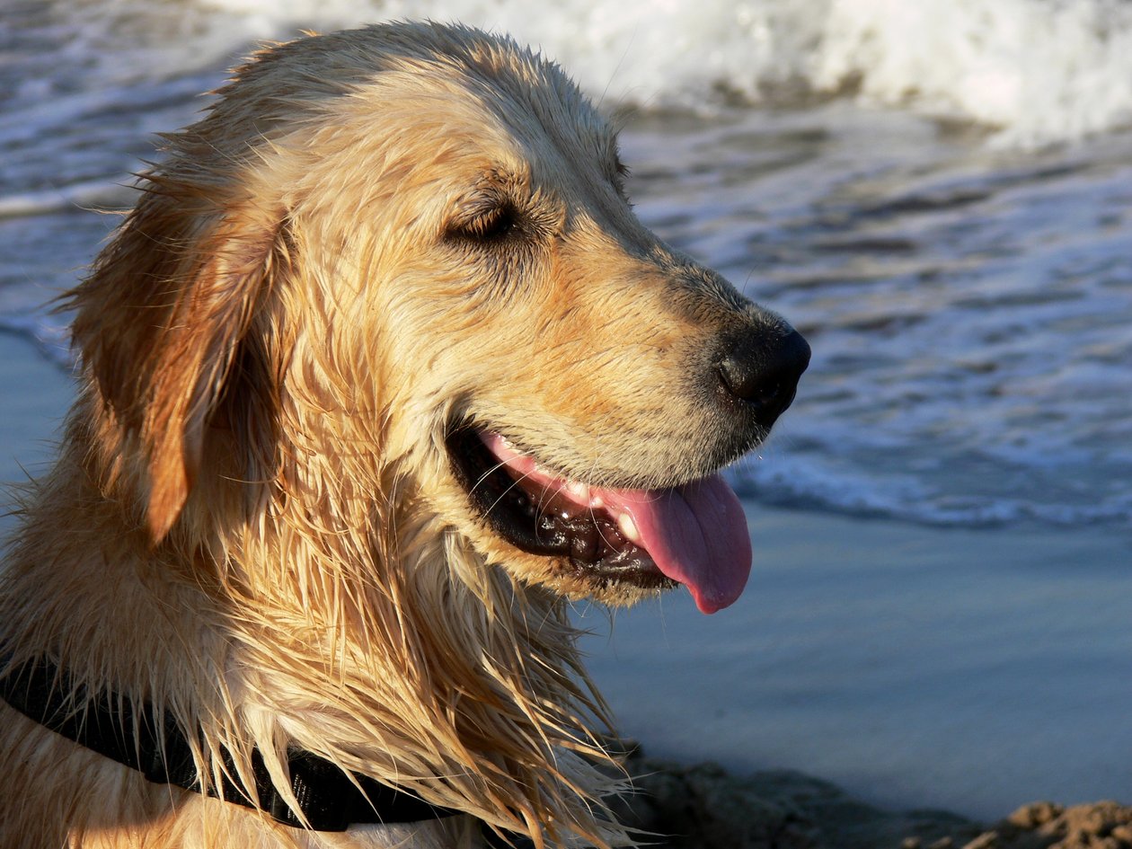 Golden Retriever av Monika Wittrich