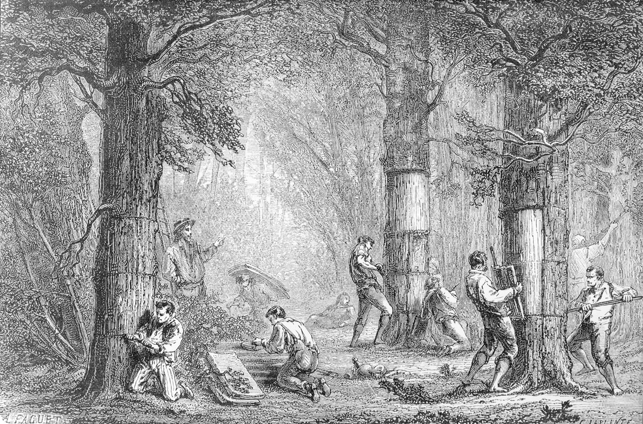 Bark (Gathing the Bark of the Cork Tree) graverad av Charles Laplante (d.1903) av A. Faguet