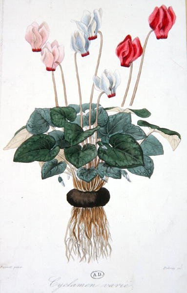 Cyclamen, graverad av Debray (färg litho) av A. (after) Faguet