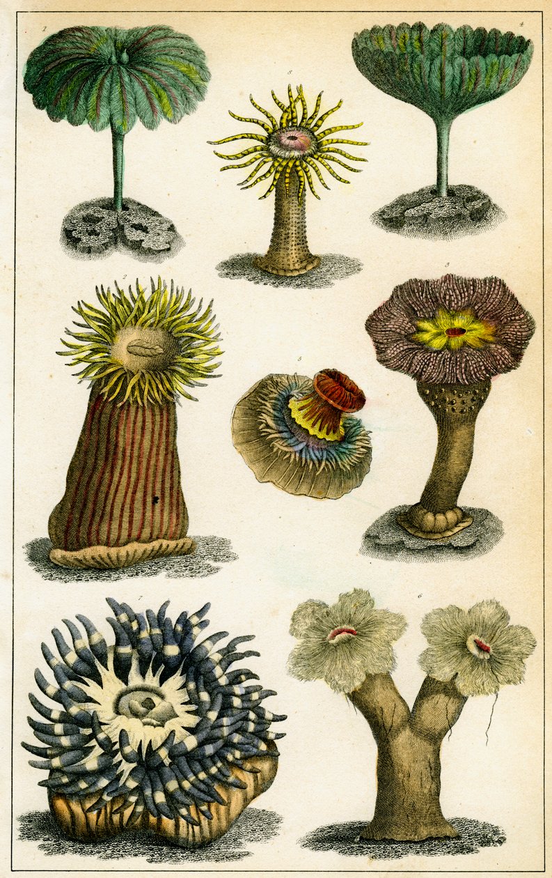 Havsanemoner, c1800-talet. av A Fullarton and Co