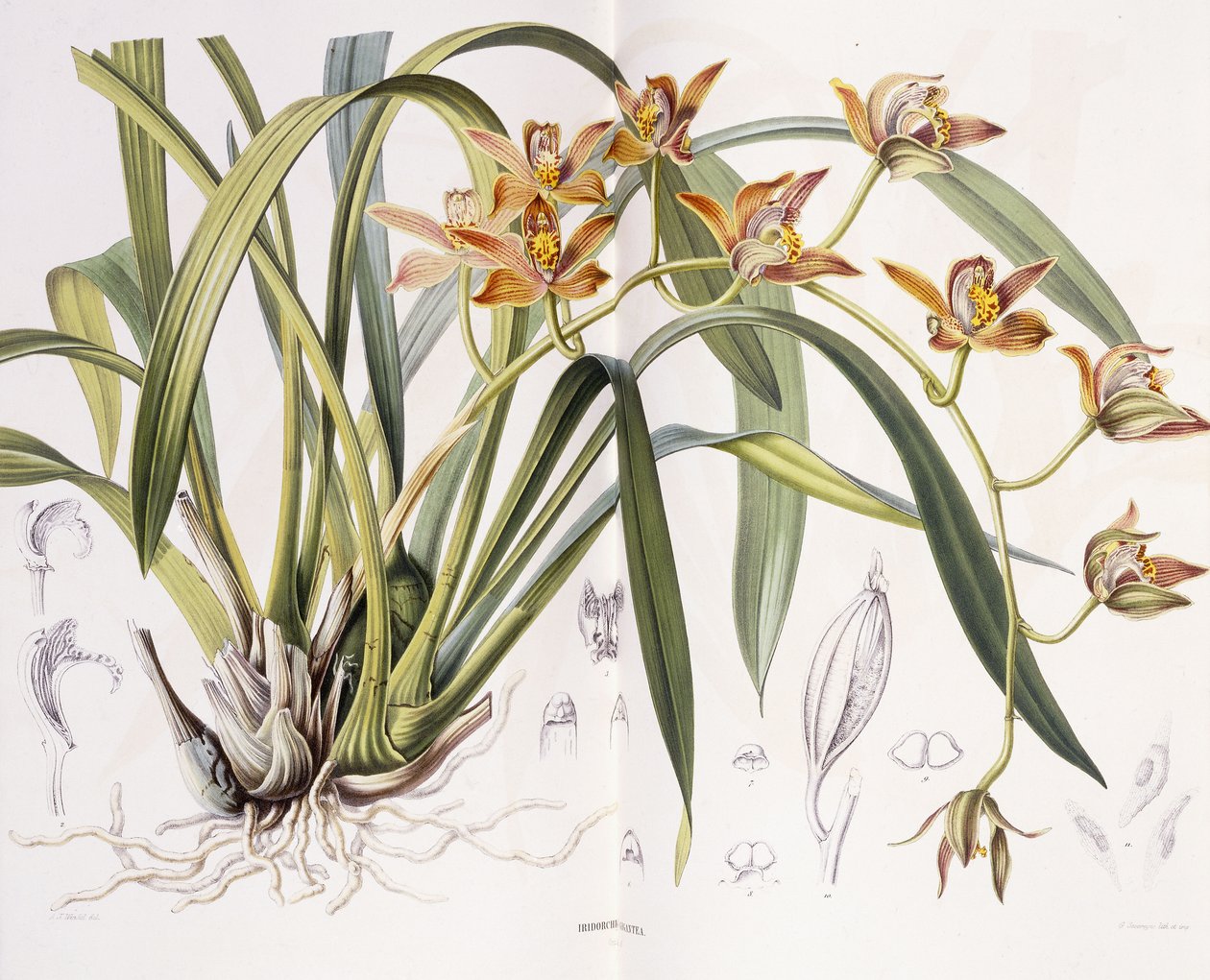 Iridorchis Gigantea, 1867 av A. J. Wendel