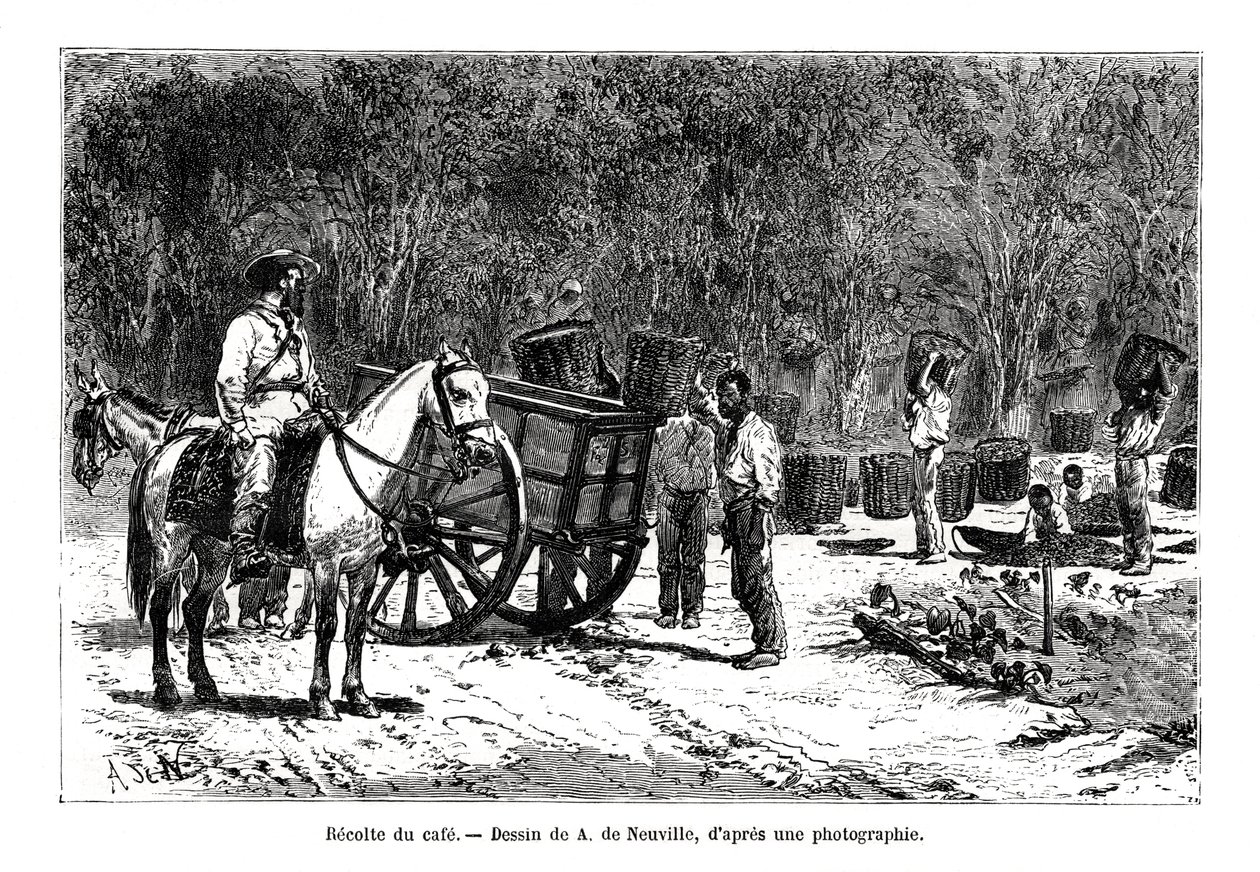 Skördar kaffet, Brasilien, 1800-talet av A. de Neuville