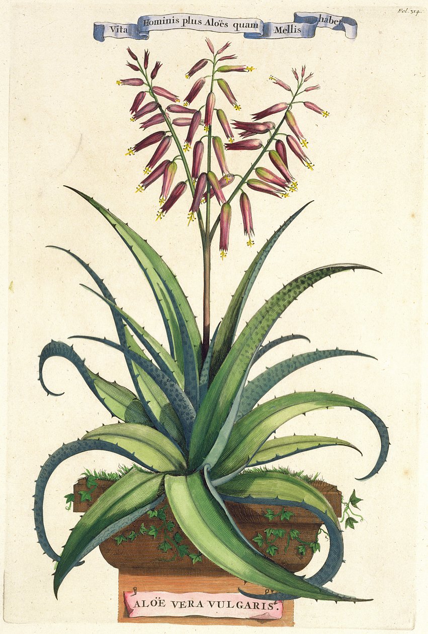 Aloe Vera Vulgaris, från "Phytographia Curiosa", publicerad 1702. av Abraham Munting
