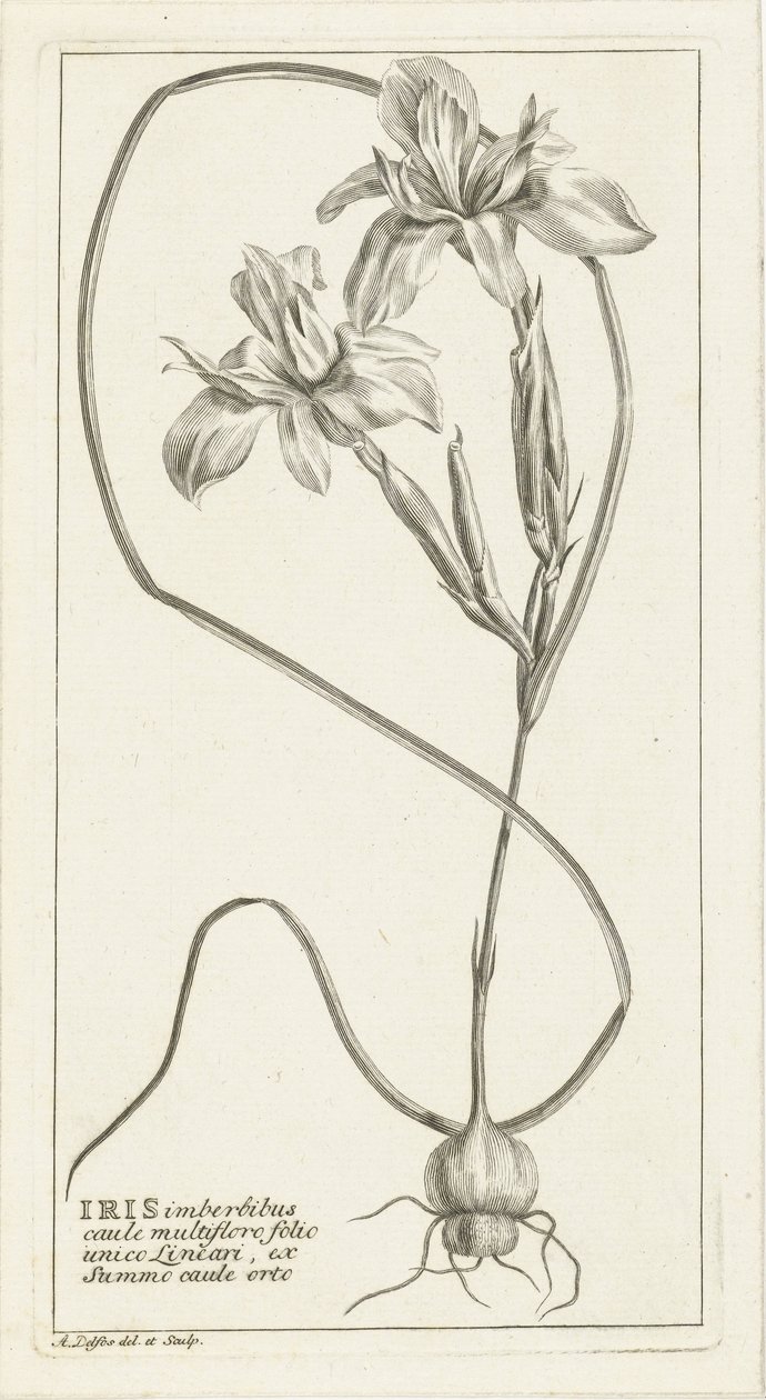 Iris av Abraham Delfos