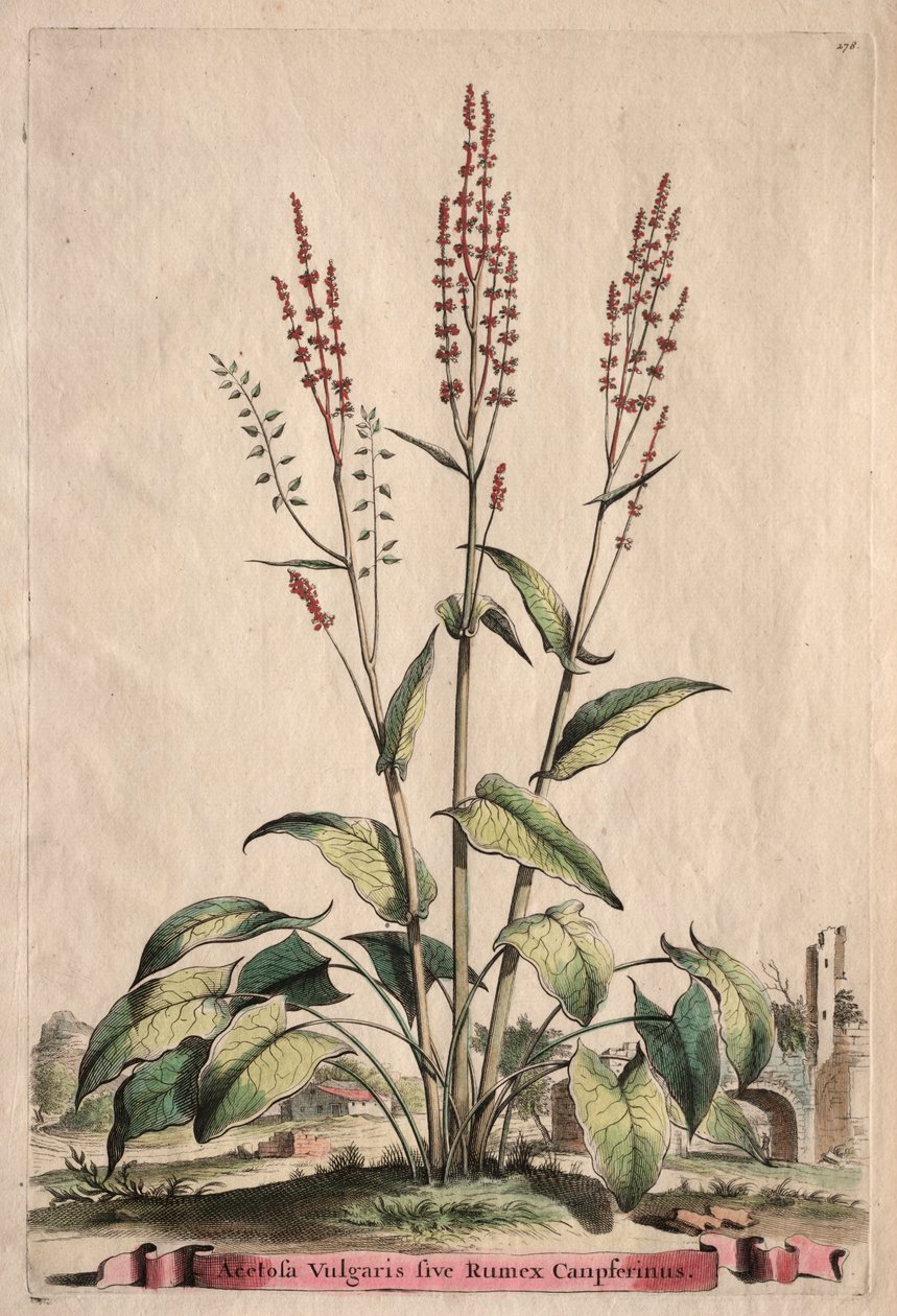 Phytographia Curiosa: Acetosa Vulgaris sive Rumex Canpferinus av Abraham Munting