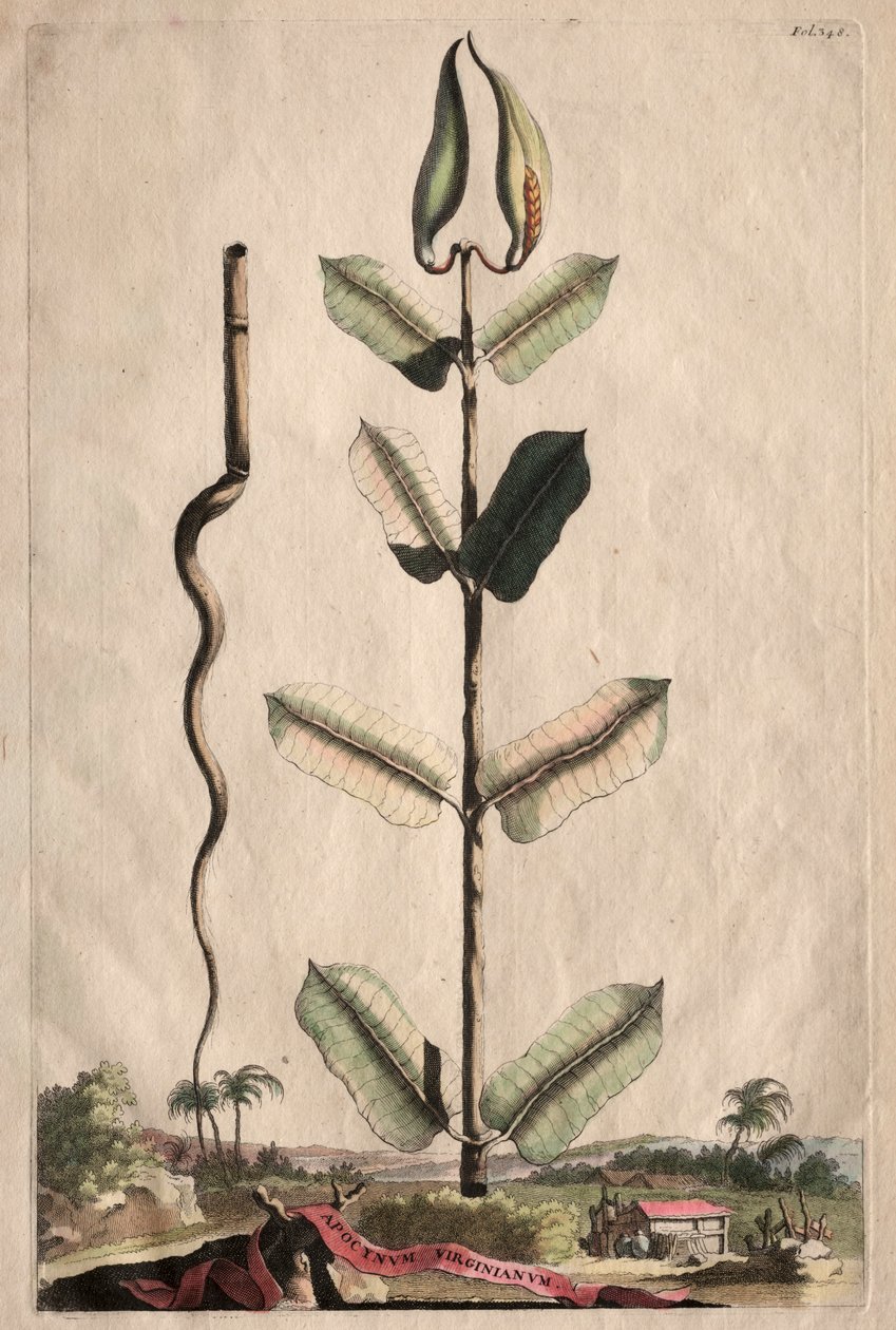 Nyfiken Phytographia: Apocynum Virginianum av Abraham Munting