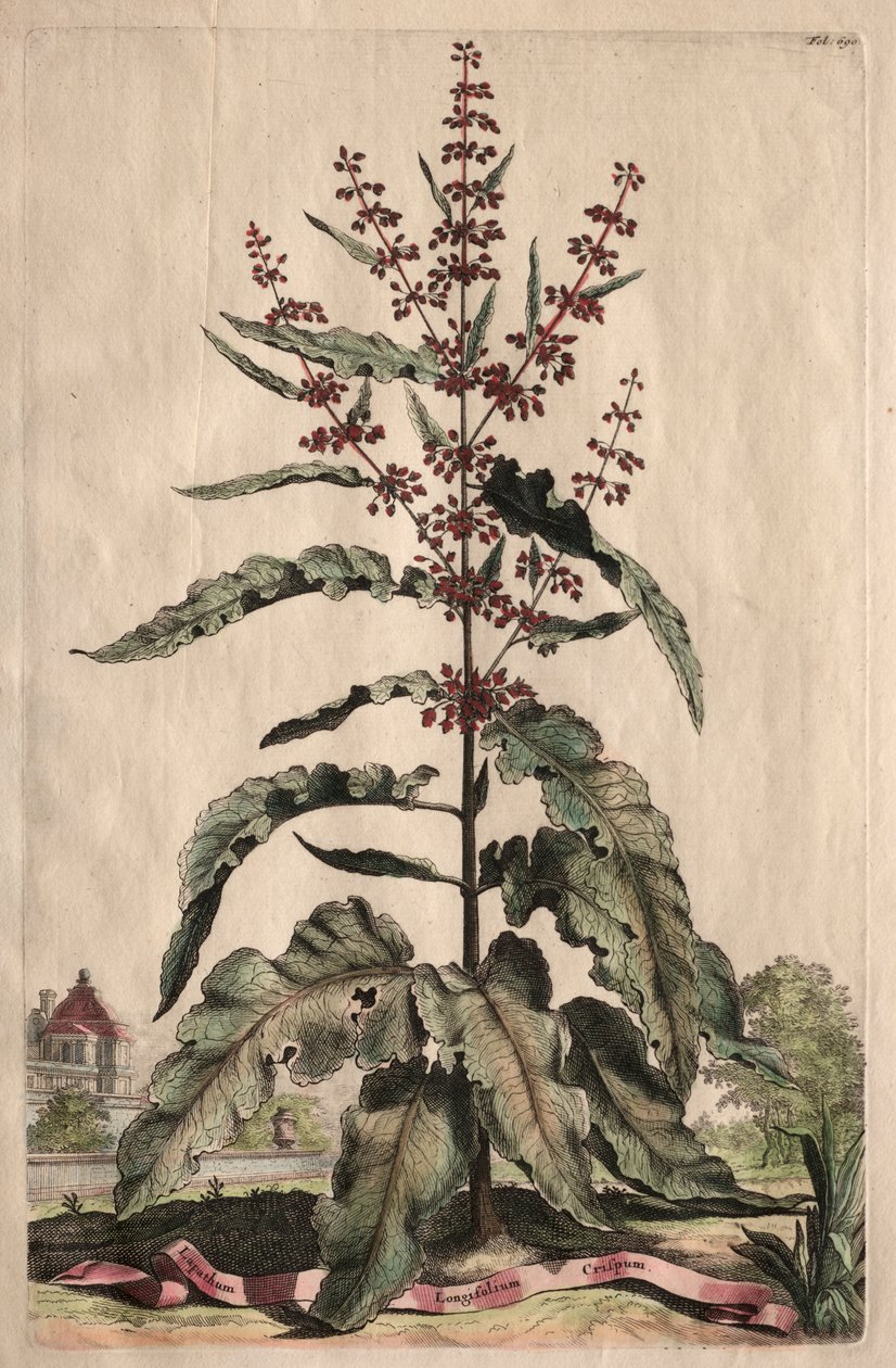 Nyfiken fytografi: Lapathum Longifolium Curlum av Abraham Munting