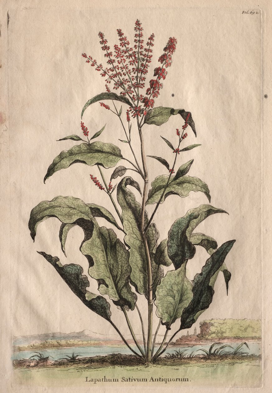 Nyfiken Phytographia: Lapathum Identificationum Antiquorum. av Abraham Munting