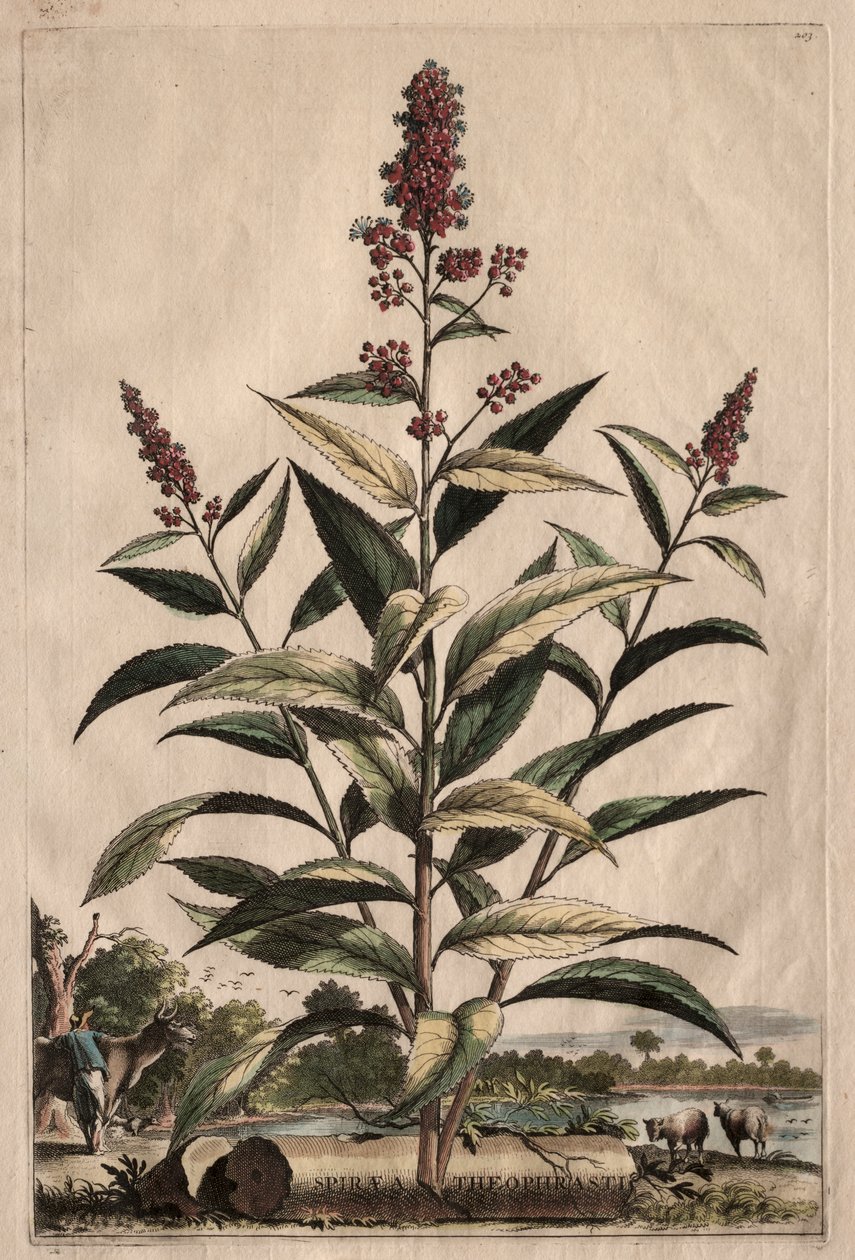 Nyfiken fytografi: Spiraea Theophrastus av Abraham Munting