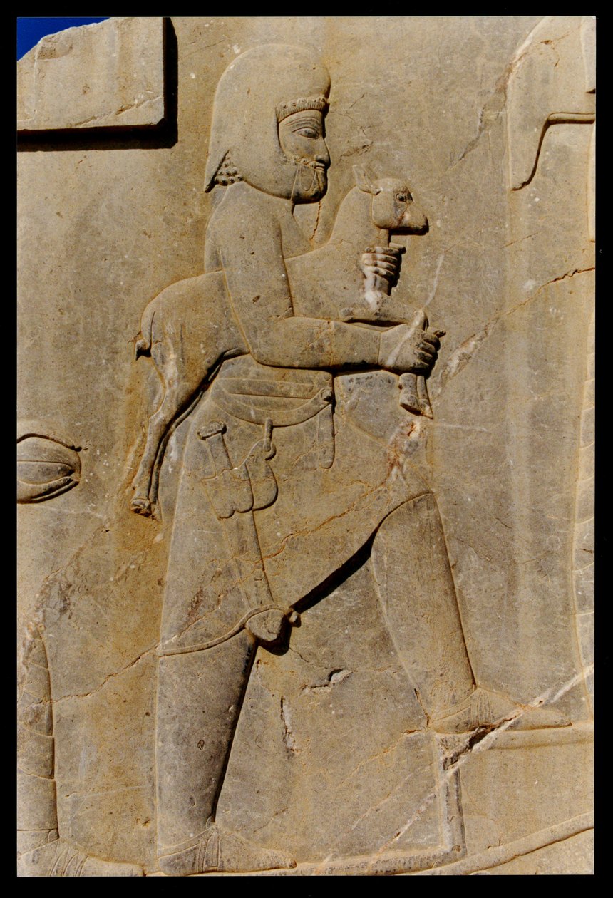 En meder som bär ett offerlamm uppför den östra trappan i Darius palats södra portik, ca 485 f.Kr. av Achaemenid