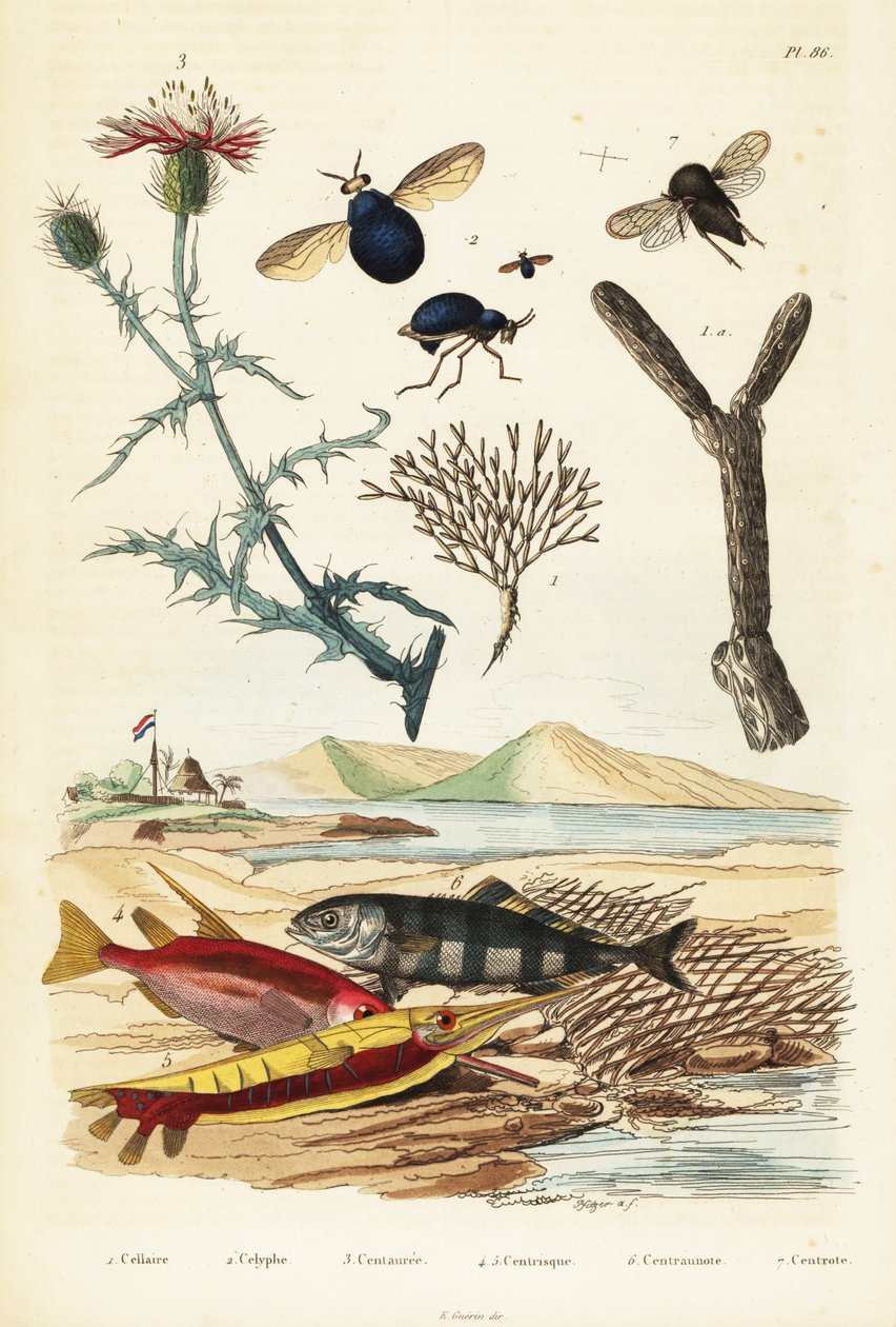 Snapweed, fisk och skalbaggeflugor.,1834-1839 (gravyr) av Adolph (after) Fries