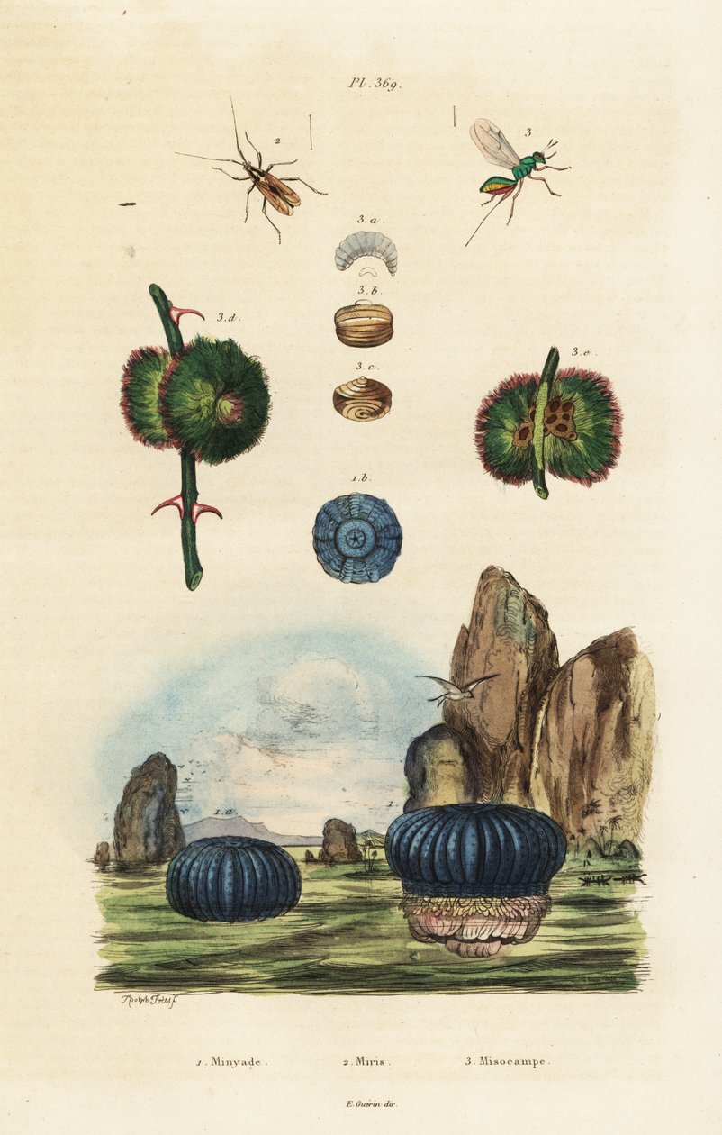 Sjöanemon och insekter., 1834-1839 (gravyr) av Adolph (after) Fries