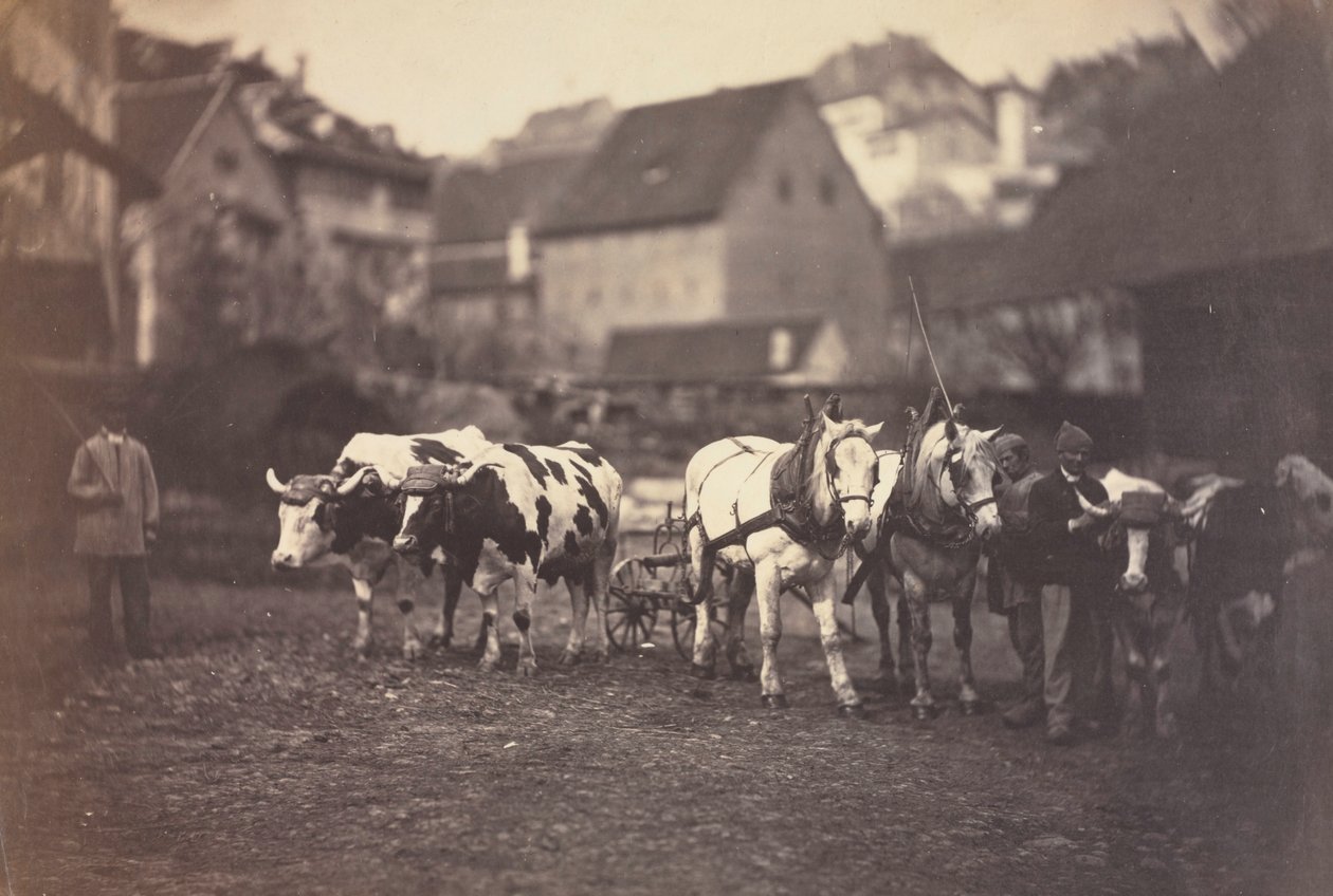 Namnlösa husdjur, 1850-talet. av Adolphe Braun