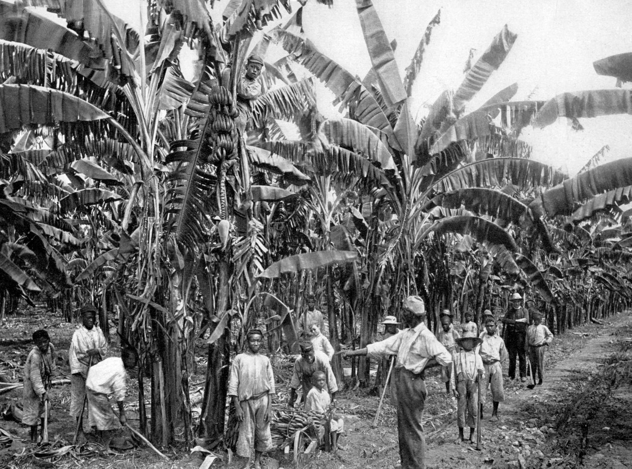 Bananplantage, Jamaica, c1905. av Adolphe Duperly and Son