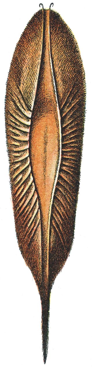 Äggfodral av en chimär av Adolphe Philippe Millot