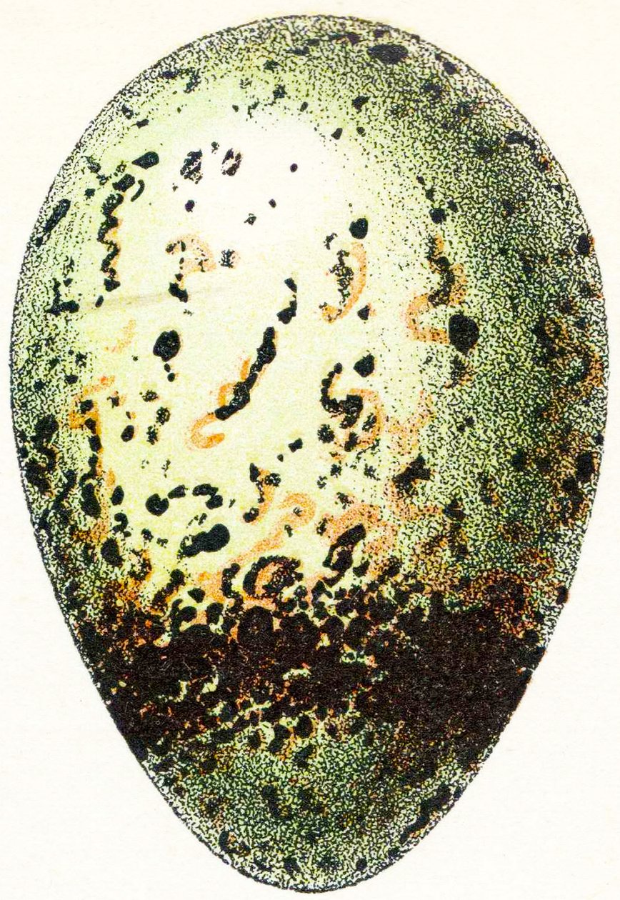 Gillgrissllossägg, 1923 av Adolphe Philippe Millot