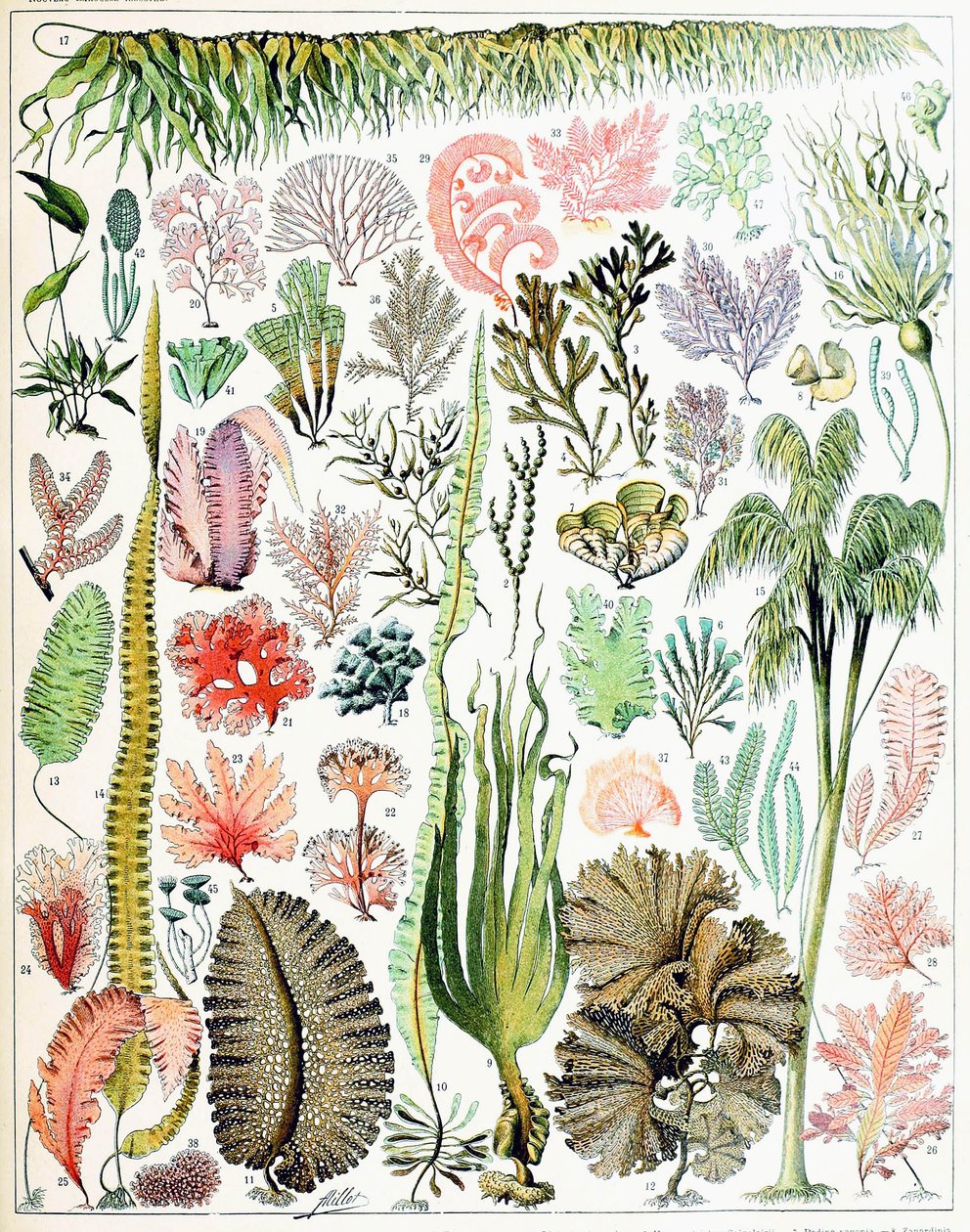 Illustration av alger och sjögräs c.1923 av Adolphe Philippe Millot