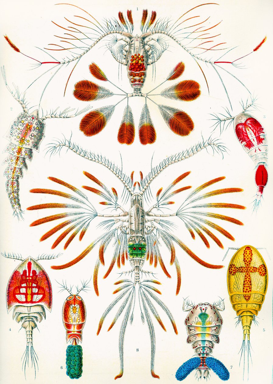 Illustration av Copepods, c.1909 av Adolphe Philippe Millot
